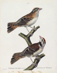 Zoological chart (ornithology): the wood sparrow or the relief and its female. Illustration in 