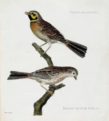 Zoological chart (ornithology): top to bottom: Male and female Hague Sparrows (zizi or emberiza cirlus) on a branch. Illustration in 
