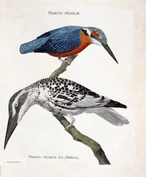 Zoological chart (ornithology): top to bottom: Martin pecheur (martin pecheur d