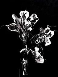 Fluid Dark Blooms
