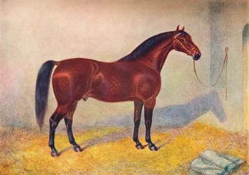 Cleveland Bay stallion Sultan, c1902-c1910