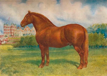 Suffolk Sire Prince Wedgwood