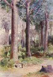 New Zealand: Among the Kauri