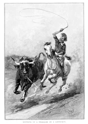 Rounding Up A Straggler On A Cattle Run, Australia, 1886