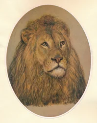 Lions Head