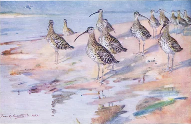 Curlews at Blakeney Point
