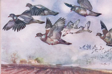 Wood Pigeons in Flight, Illustration from Wild Nature & Country Life Published by Hodder & Stoughton, c.1910