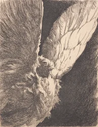 A Dove