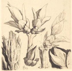 Test Plate: Half-Sprouted Leaf Twigs