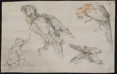 Study Sheet with Parrots and Monkey