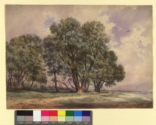 Group of Trees