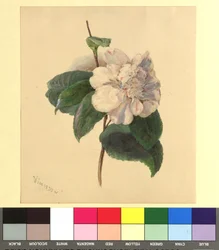 Flower Watercolor