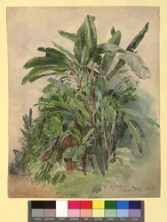Schönbrunn - Plant Study
