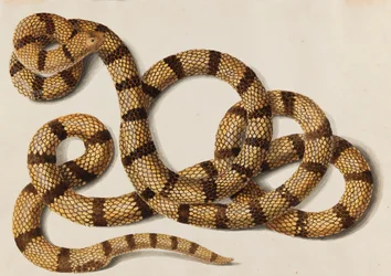 Snake