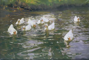White Ducks on Water