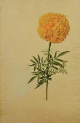 Tagetes Blossom