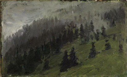 Fog among Fir Trees