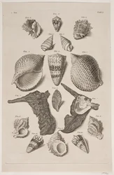 Plate with Shells. Plate 1.