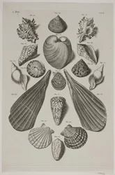 Plate with Shells. Plate 4.