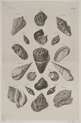 Plate with Shells. Plate 6.