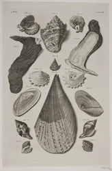 Plate with Shells. Plate 8.