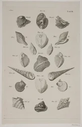 Plate with Shells. Plate 9.