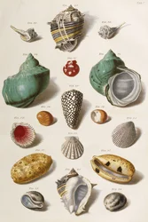 Various seashells, 1758