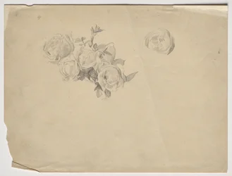 Study of Roses