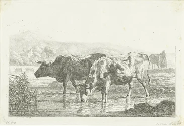 Two Drinking Cows