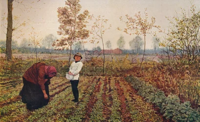 The Violet Field