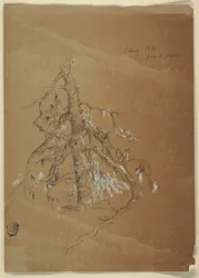 A Gnarled Evergreen, Grand Manan, Canada