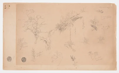 A Group of Thirteen Botanical Studies from Colombia or Ecuador