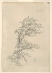 A Pitch Pine