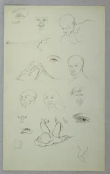 Anatomical Studies
