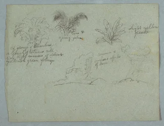 Bamboos, Vine and a Young Palm, Plant, and Two Scenes of Rain Falling from Clouds over Ridges, Rio Magdalena, Colombia