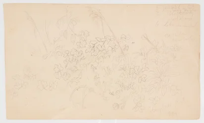 Botanical Sketches