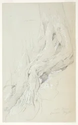 Cotton Tree Roots Growing on a Slope, Jamaica