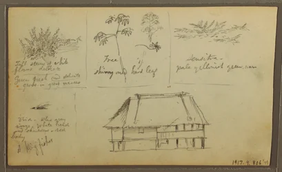 A Fort; Botanical Sketches, House, 1857
