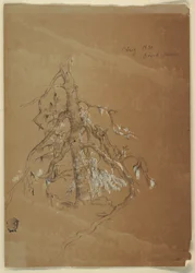 A Gnarled Evergreen, Grand Manan, Canada, August 1851