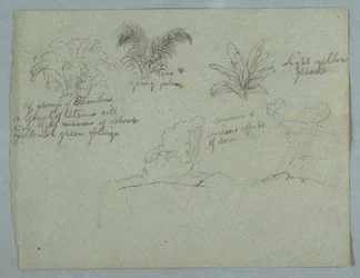 Bamboos, Vine and a Young Palm, Plant, and Two Scenes of Rain Falling from Clouds over Ridges, Rio Magdalena, Colombia, 1853, probably May