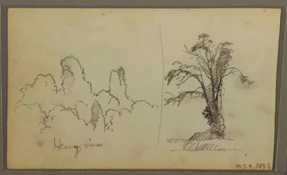 Birds, "Rock in Panama Bay"; Verso: "Heavy Vines", May 15, 1857