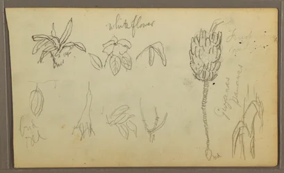 Botanical Sketches, 1857