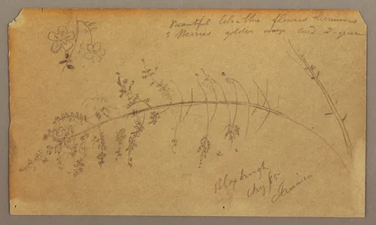 Botanical Sketches, August 1865