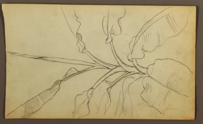 Botanical Sketches, Ecuador or Colombia; Verso: Botanical Sketches, 1857