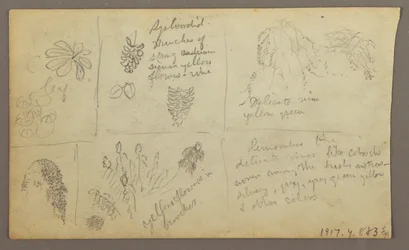 Botanical Sketches, Ecuador or Colombia; Verso: Botanical Sketches, 1857