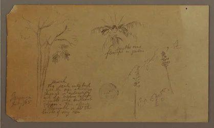 Botanical Sketches, July 1865