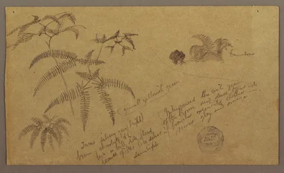 Botanical Sketches, May–August 1865