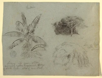 Botanical Sketches, South America, May 1853?