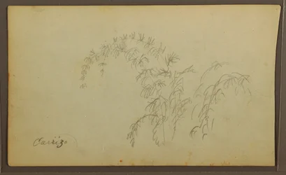 Botanical Sketches; Verso: Botanical Sketches, 1857