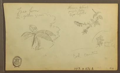 Botanical Sketches; Verso: Botanical Sketches, 1857